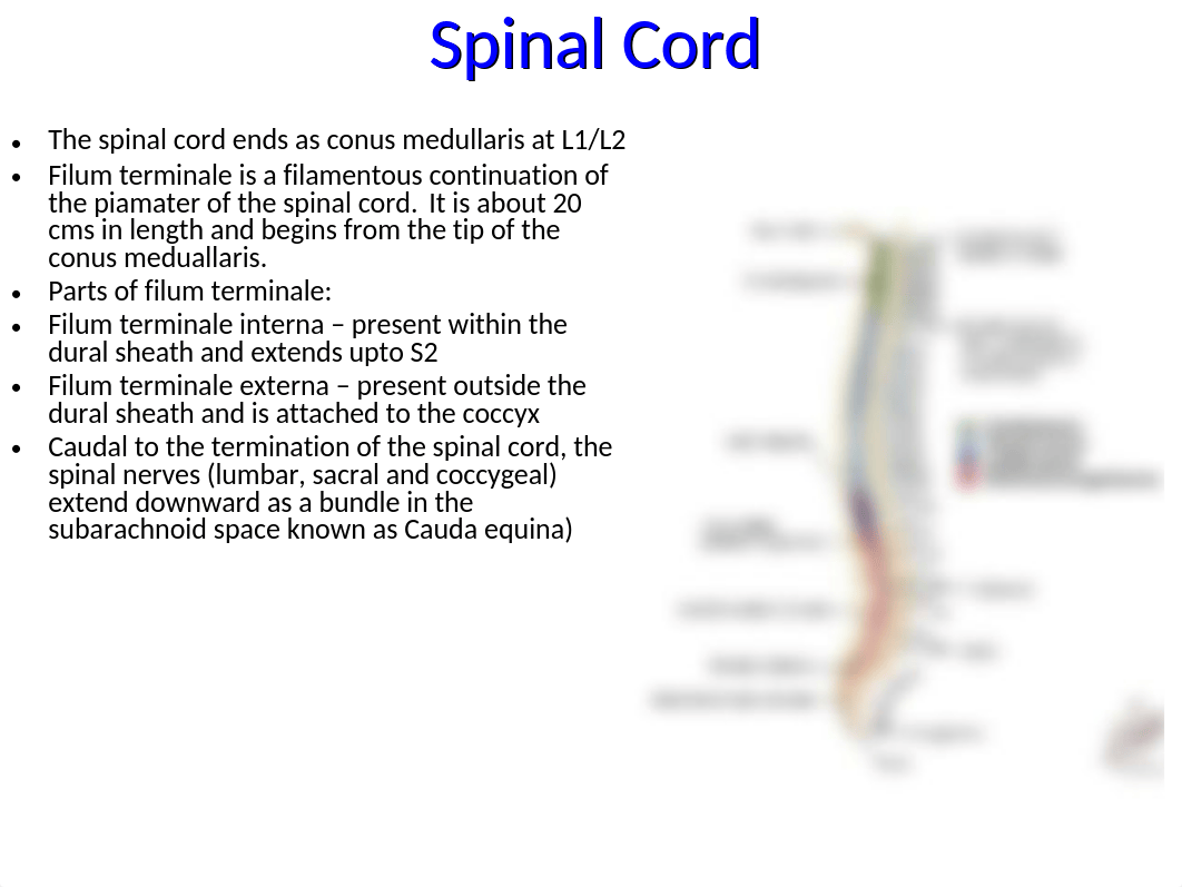 4 Anatomy of the spinal cord - Summer 2018.pptx_d7nyk58tyow_page4