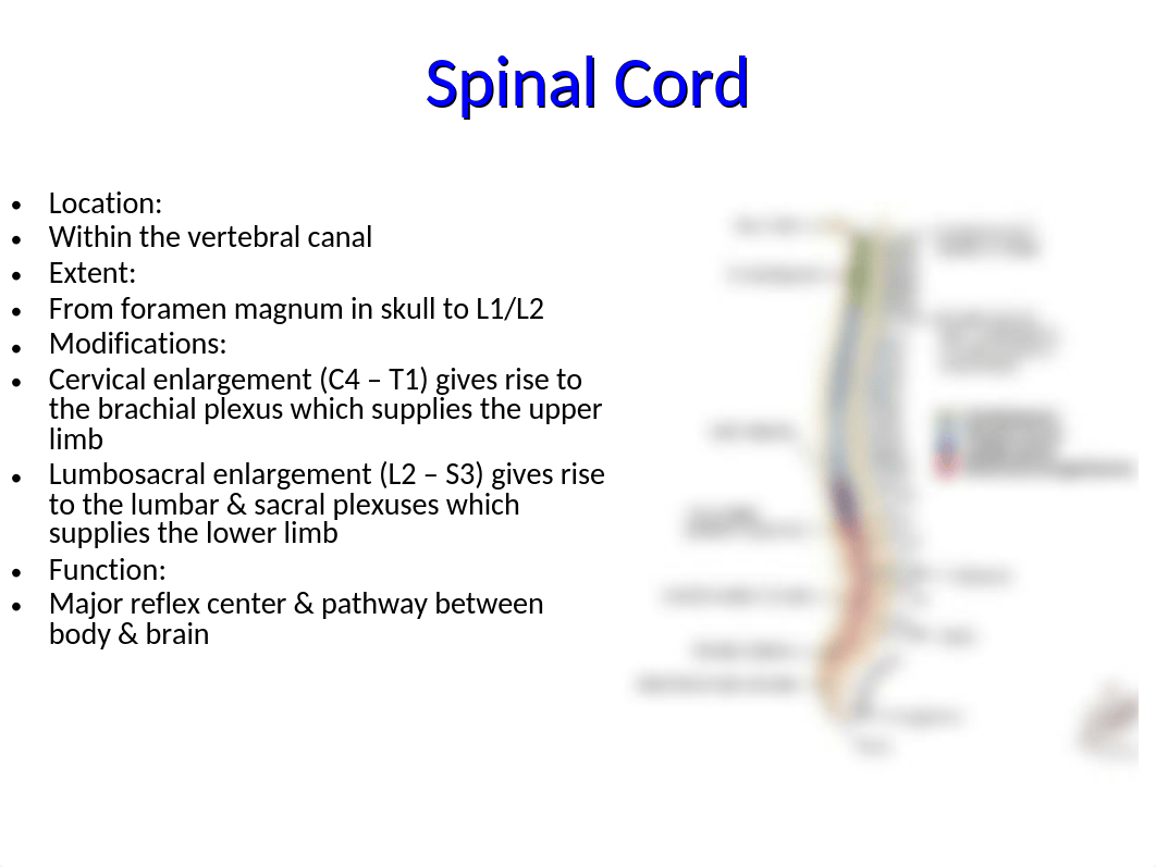 4 Anatomy of the spinal cord - Summer 2018.pptx_d7nyk58tyow_page2