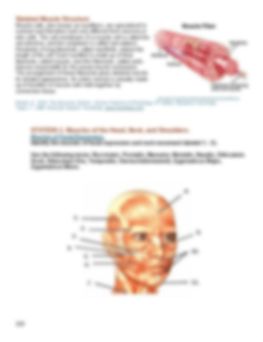 Muscles Lab.pdf_d7ojpwuh2a1_page2