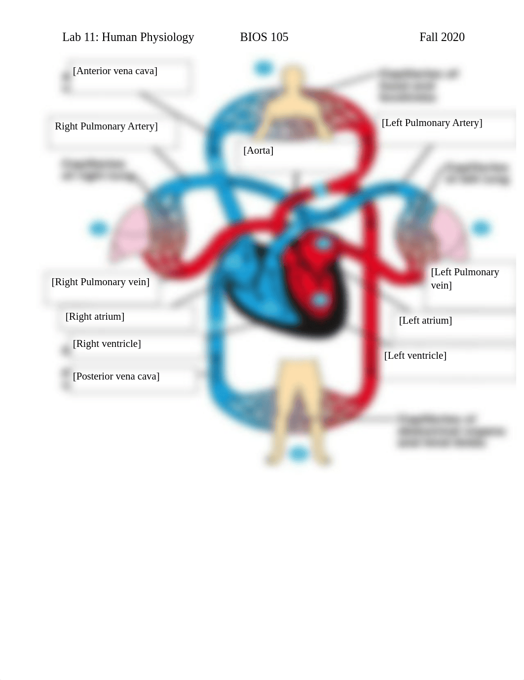 BIOS 105_Lab 11_Human Anatomy_Fall_2020 (1) (1) (1).docx_d7oq9kfeuot_page2