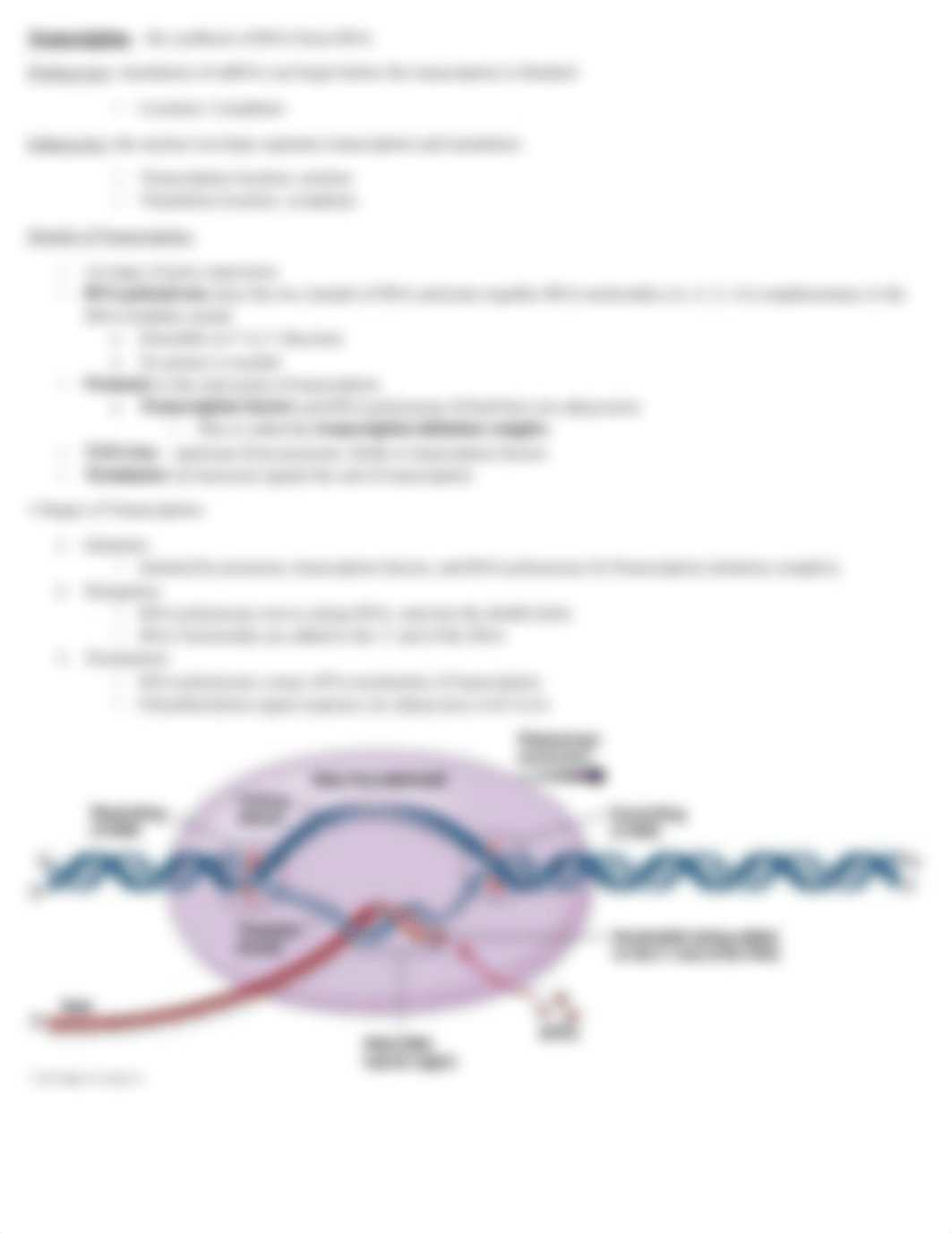 BIO Exam 3 - Study Guide 2_d7q0mqcx20c_page4