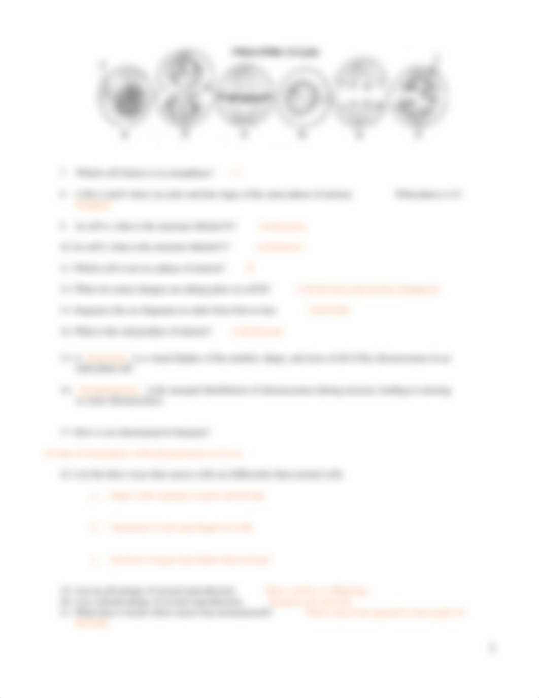 Mitosis Worksheet.pdf_d7q2fmizfk8_page2