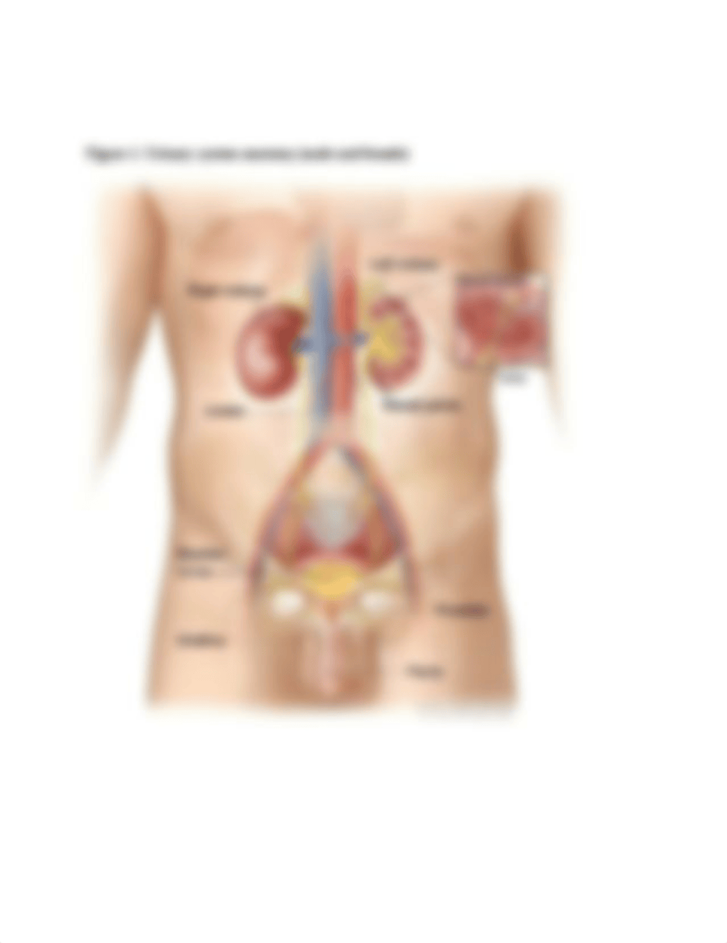 Structure of the Urinary System Feb 7-Ashli Rigel.doc_d7qswwvv520_page3