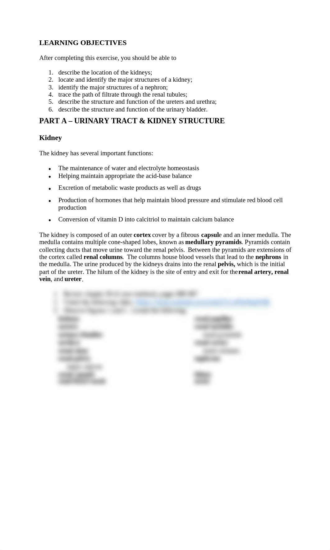 Structure of the Urinary System Feb 7-Ashli Rigel.doc_d7qswwvv520_page2