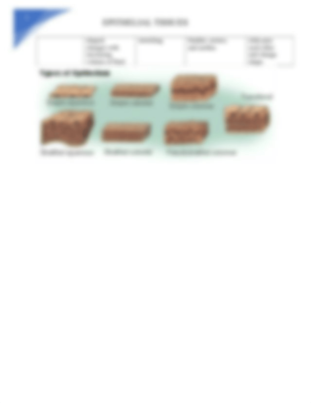 Anatomy Epithelial Tissue Chart (greeves).docx_d7r6j8soccd_page2