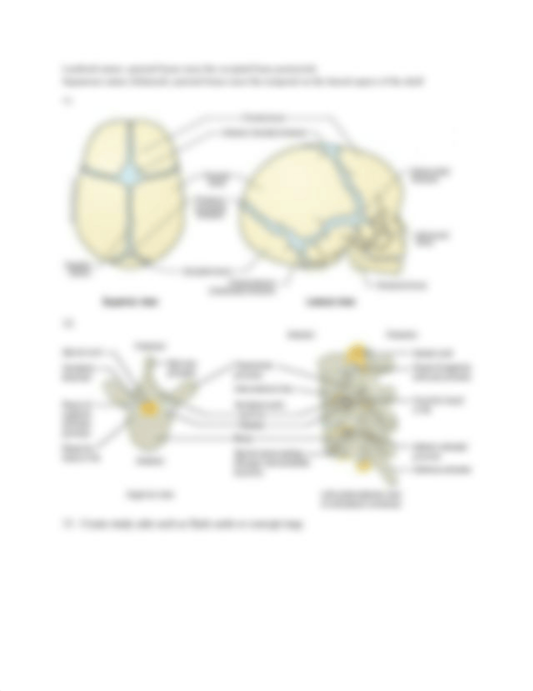 Ex  7 Skeletal System Axial Skeleton and Ex 6 & 7 Review_d7rb93oqwb2_page2