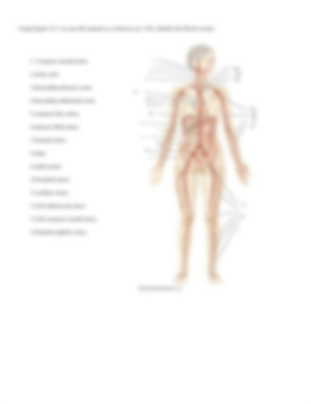 Lab 4- Blood Vessel Structure, Function and Circulation-3.docx_d7rg95uom7v_page2