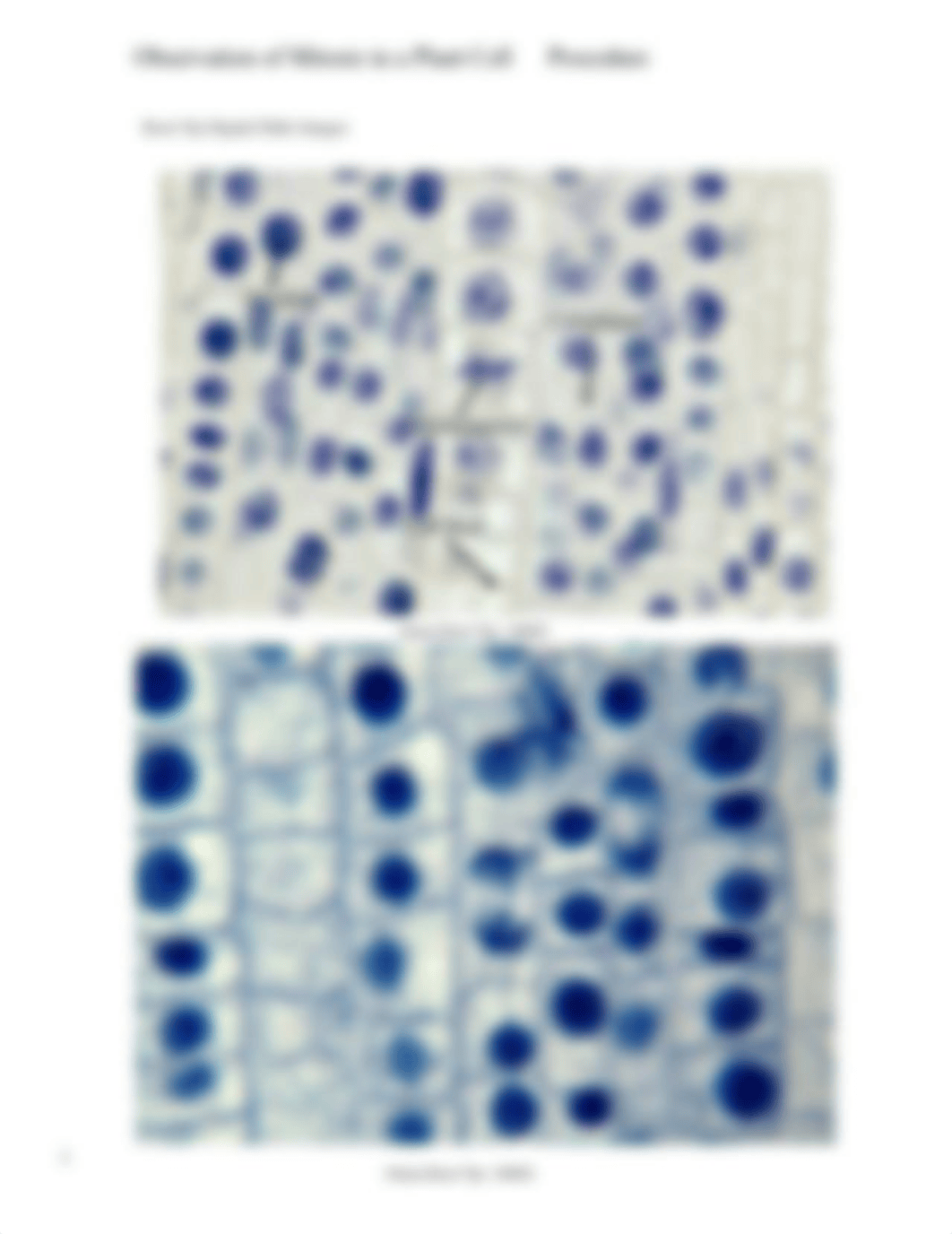 Observation of Mitosis in a Plant Cell Procedure (1).pdf_d7rlb2kuo5q_page2