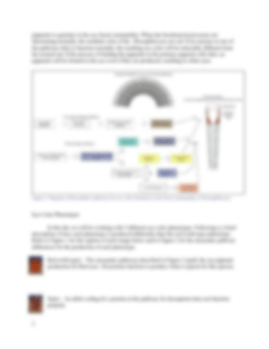 Drosophila eye color pigments LAB (1).docx_d7rp2s757h6_page2