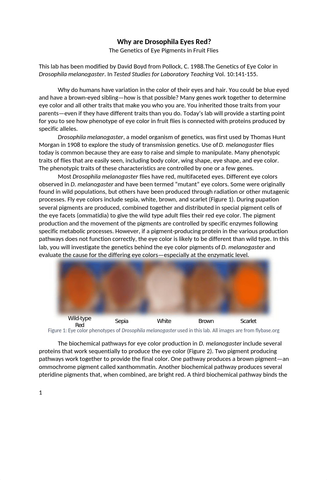 Drosophila eye color pigments LAB (1).docx_d7rp2s757h6_page1