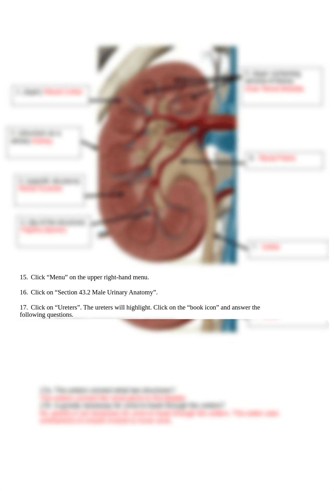 BIO 211 Lab 11.docx_d7t4gxyh6vc_page3