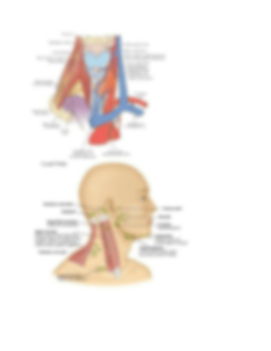 Study Guide Exam Week 6.docx_d7tfne0bt8c_page1