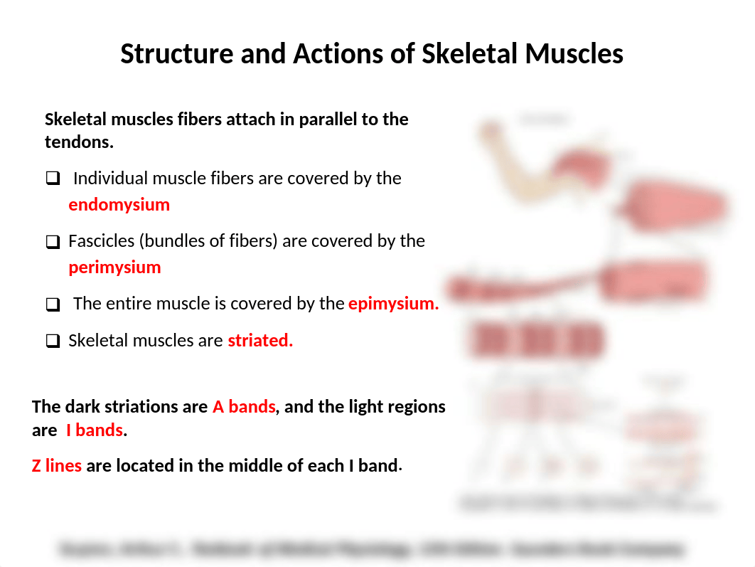 Chapter6.8.9 Muscle Physiology_d7tou9zkplw_page4