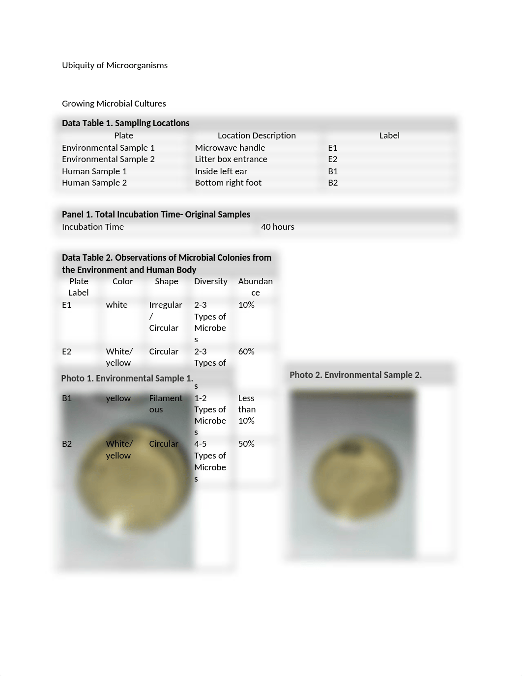 Ubiquity of Microorganisms Postlab Review (2).docx_d7uaul6e1t6_page1