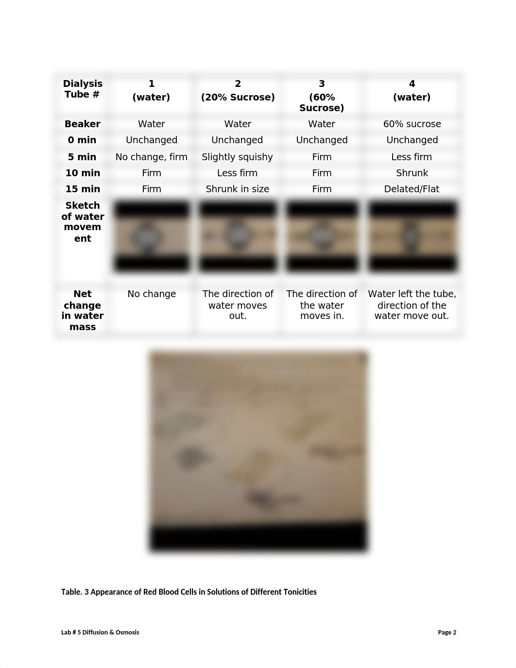 z Post Lab 5 Osmosis  Diffusion.docx_d7ufpo9479g_page2