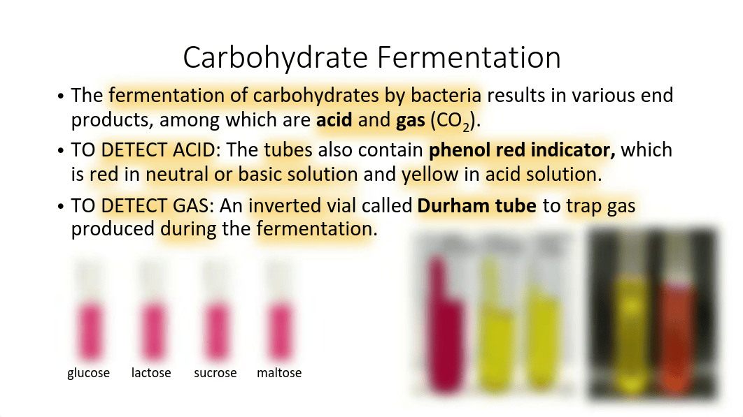 10_Biochemical Tests Lab slides_SP23.pdf_d7uzjullhlq_page3