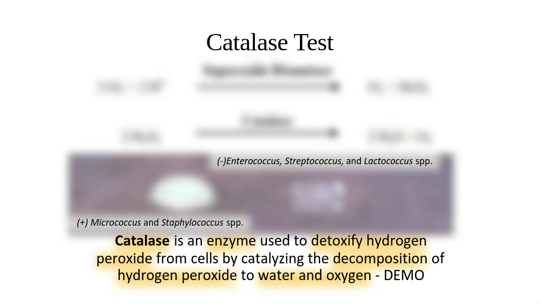 10_Biochemical Tests Lab slides_SP23.pdf_d7uzjullhlq_page5