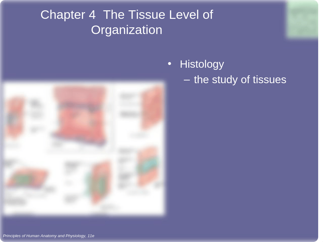 Bio 260 Tissue Level Organization and repair_d7vfcuq66nr_page3