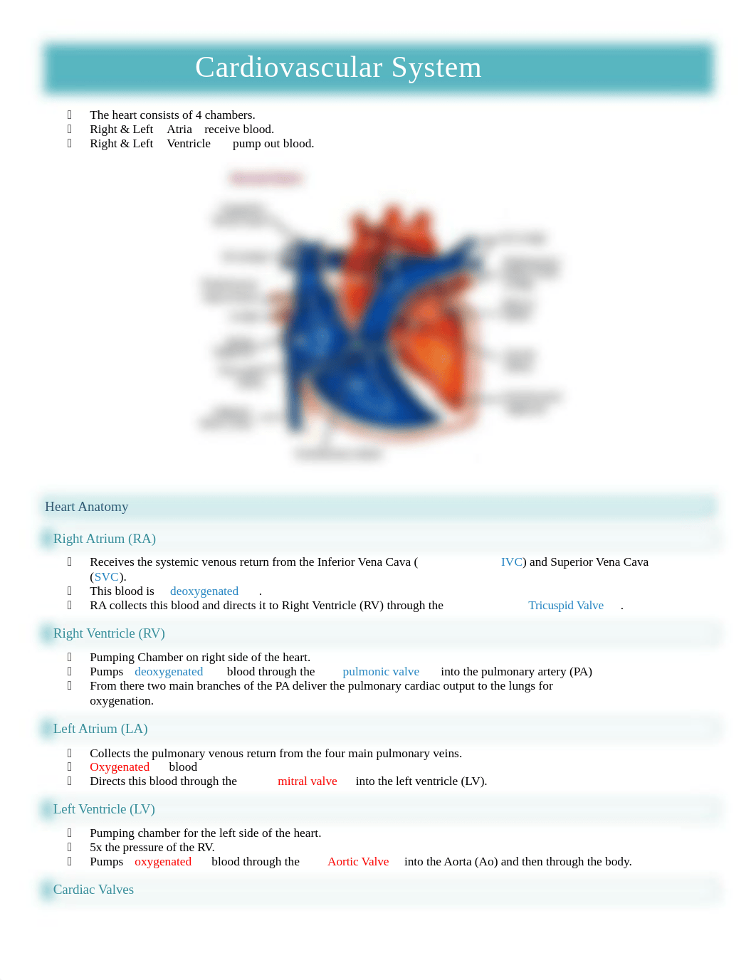 Cardiovascualr System Notes .docx_d7vk3mewuh9_page1