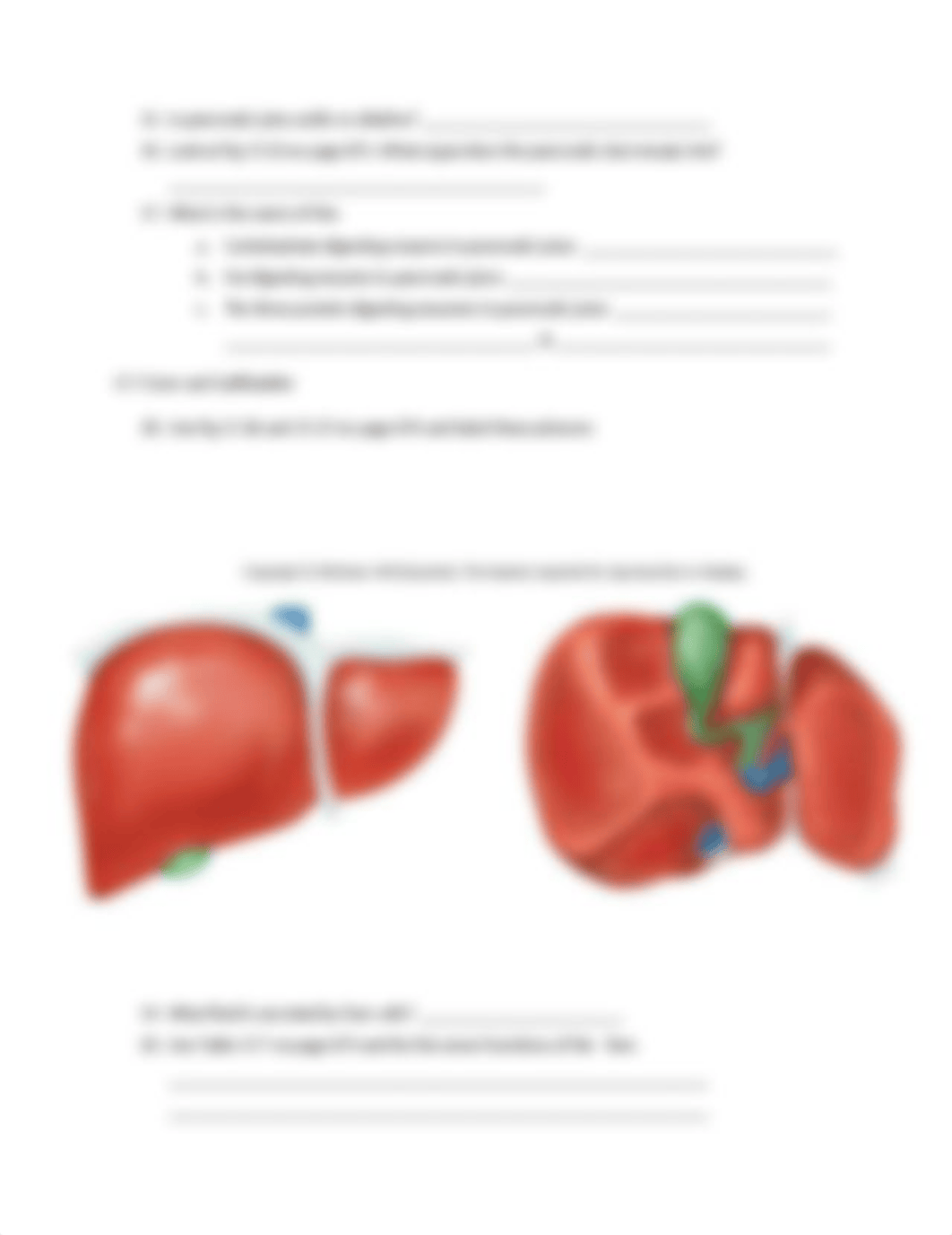 Digestive System Prelecture.docx_d7vpbqkc80a_page3