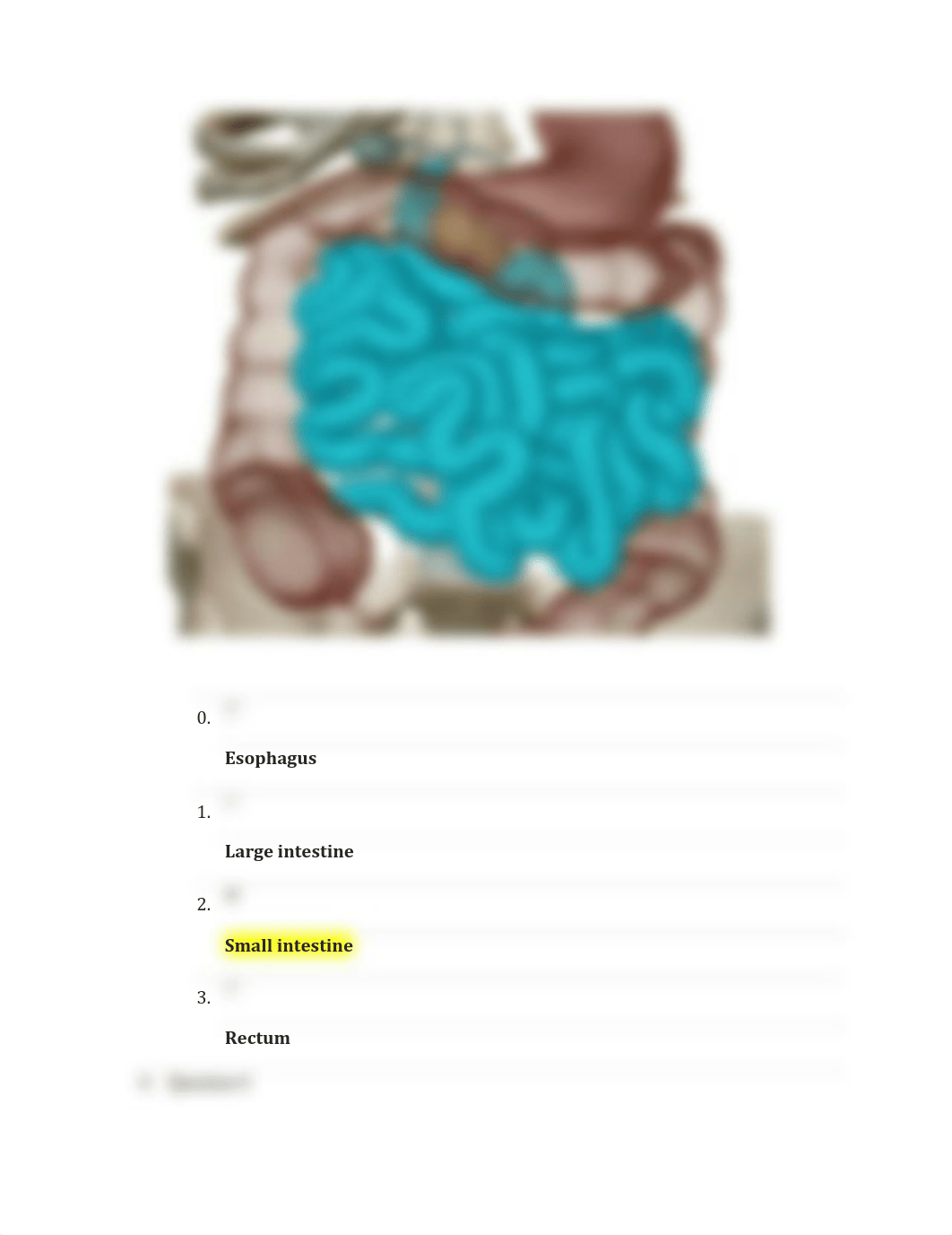 Module 06 Lab Assessment- Digestive System.pdf_d7vrdb9mpbk_page5