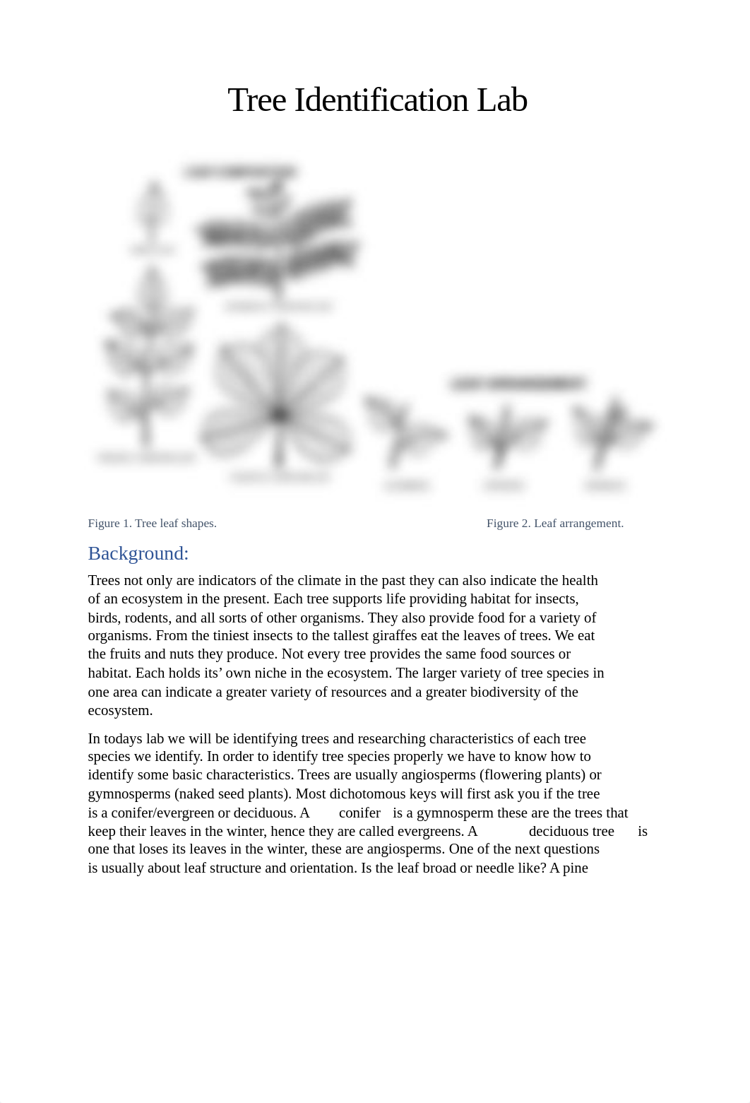 Tree Identification Lab Assignment.pdf_d7w4bmk9em4_page1