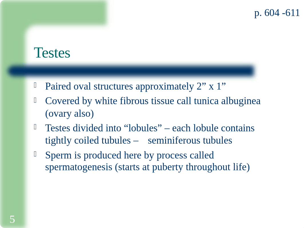 12.Reproductive_System_d7wclxpx5yf_page5