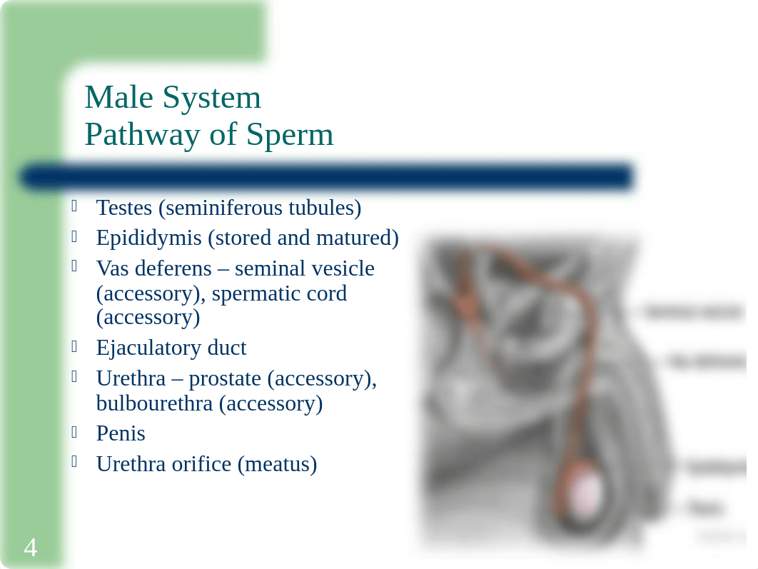 12.Reproductive_System_d7wclxpx5yf_page4