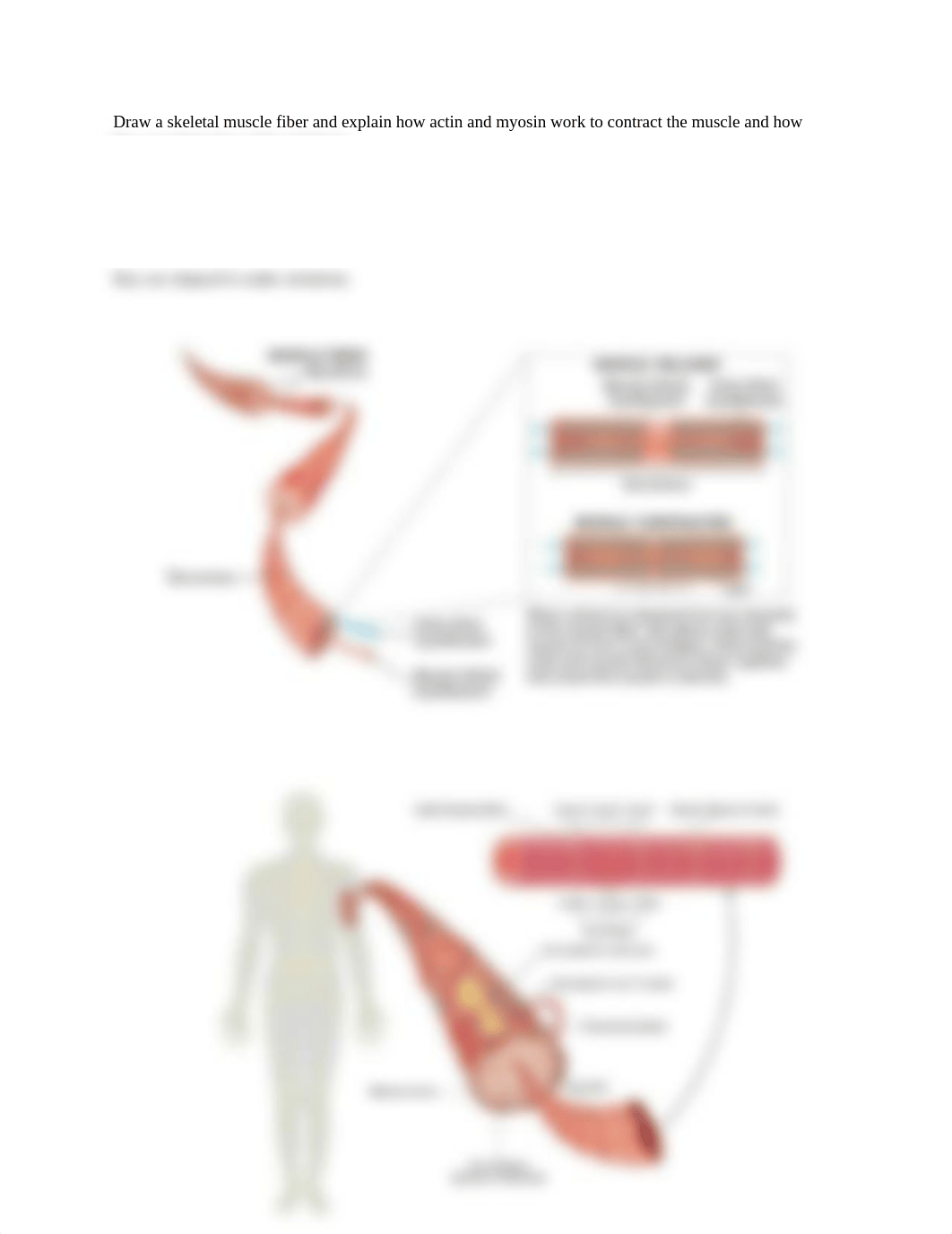 Muscle Tissue Worksheet with answers.docx_d7y34rhlnl7_page2