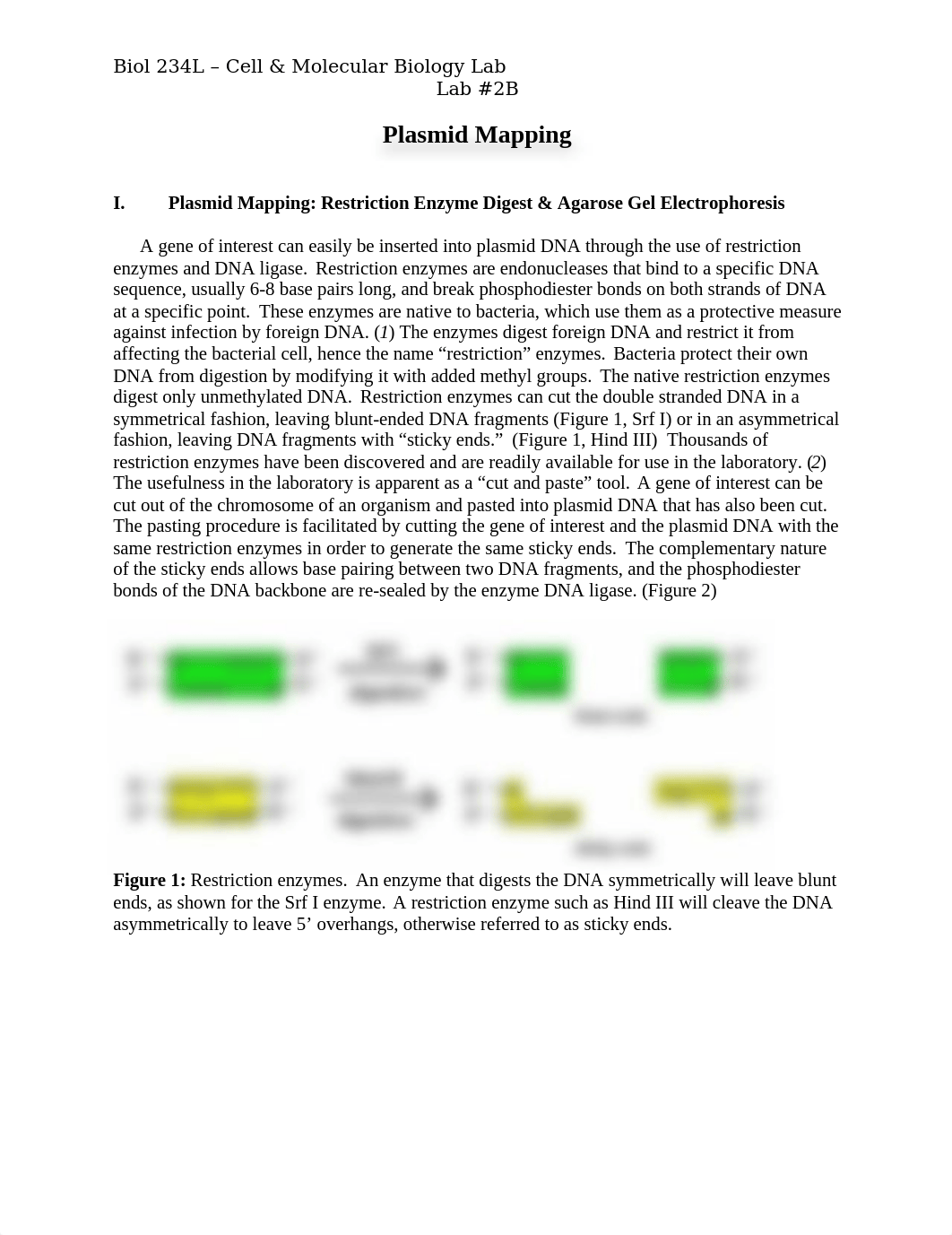 Lab 2B - Restriction Digest & Electrophoresis Lab .docx_d7y8oydljyv_page1