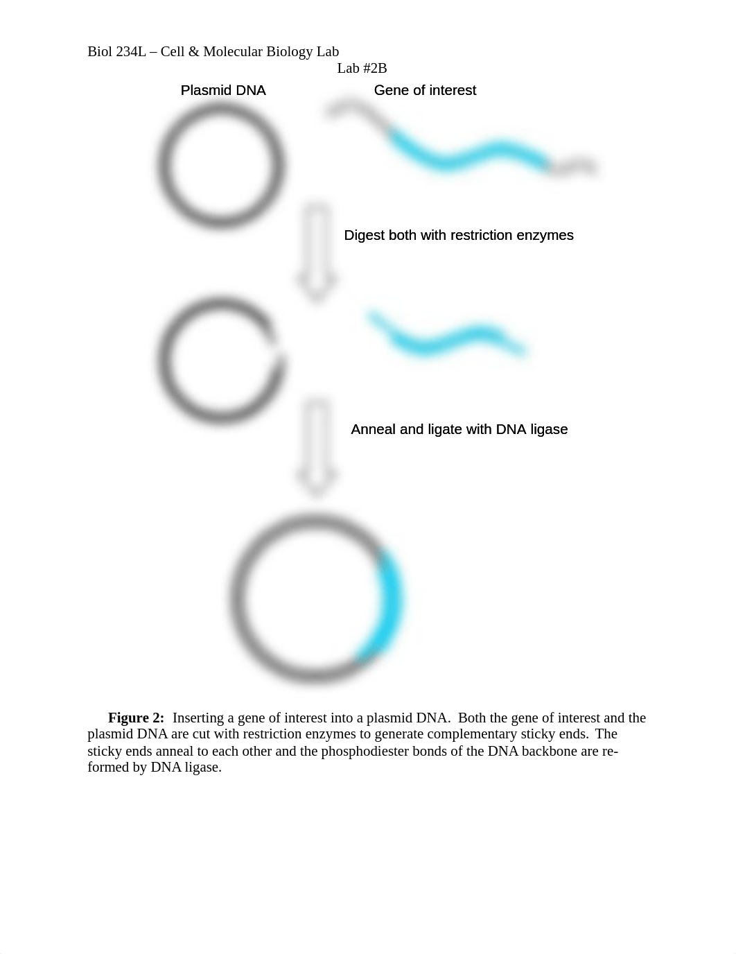 Lab 2B - Restriction Digest & Electrophoresis Lab .docx_d7y8oydljyv_page2