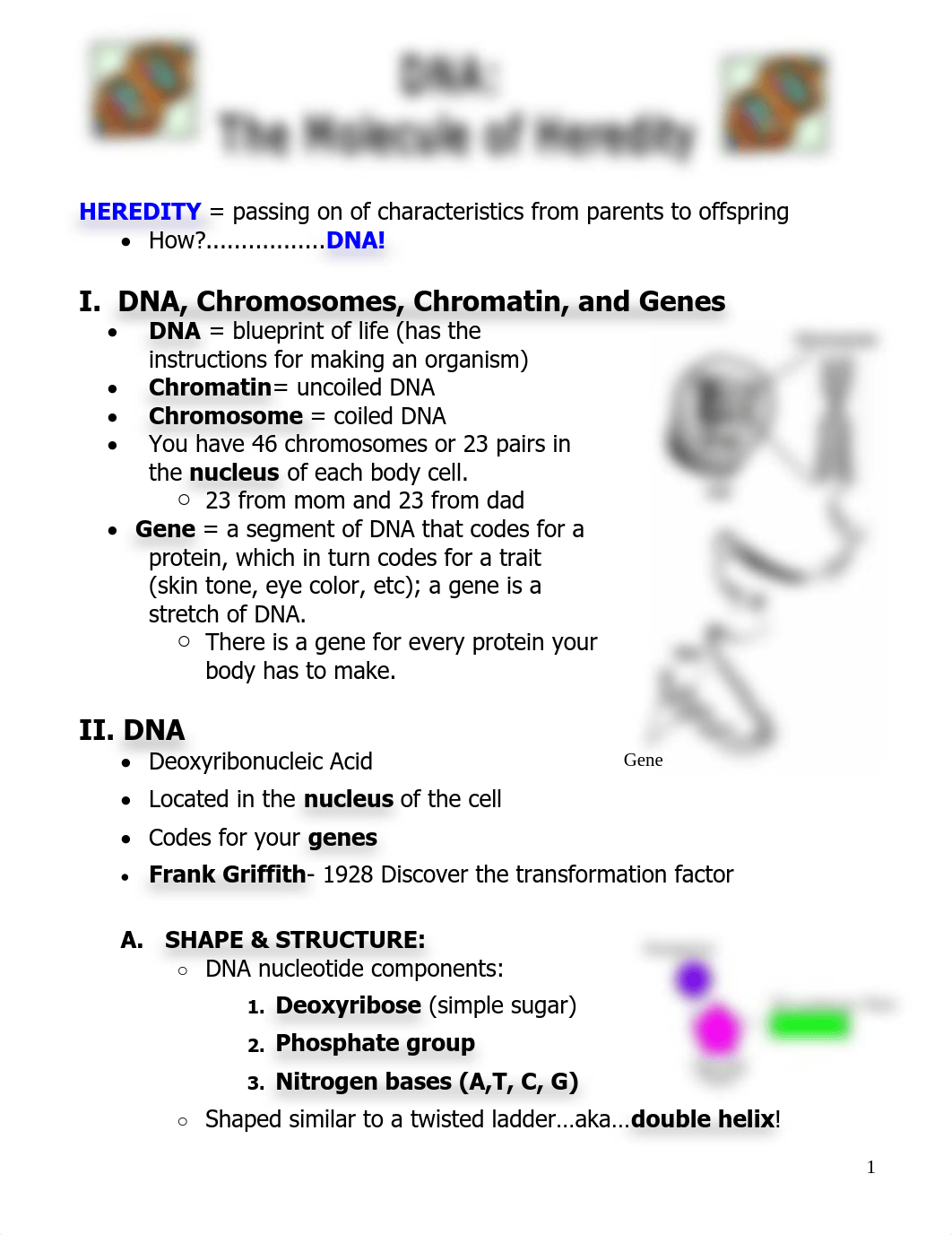 DNA_TRANSPARENCY_Teacher.pdf_d7ymwu6b3rz_page1