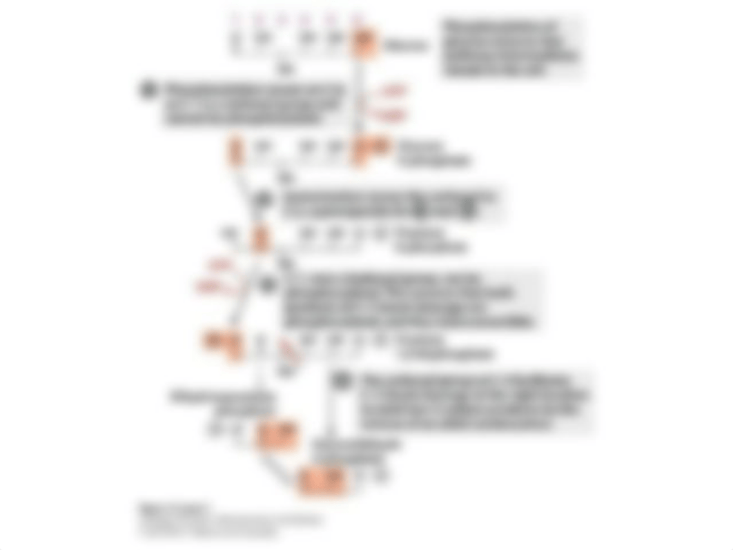 Chapter 14glycolysis.ppt_d7yxaf7ec4l_page5