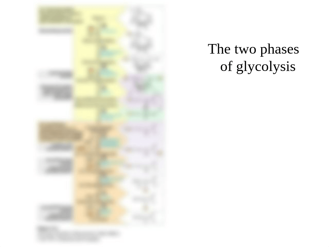 Chapter 14glycolysis.ppt_d7yxaf7ec4l_page3