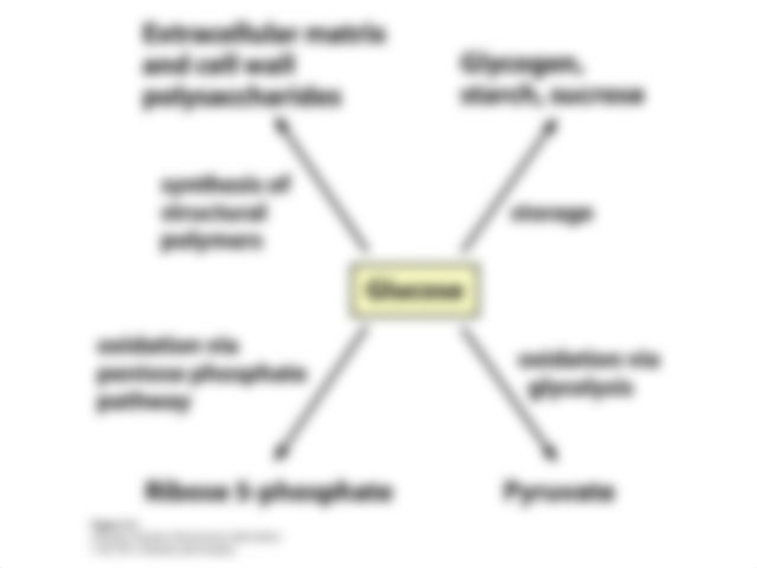 Chapter 14glycolysis.ppt_d7yxaf7ec4l_page2