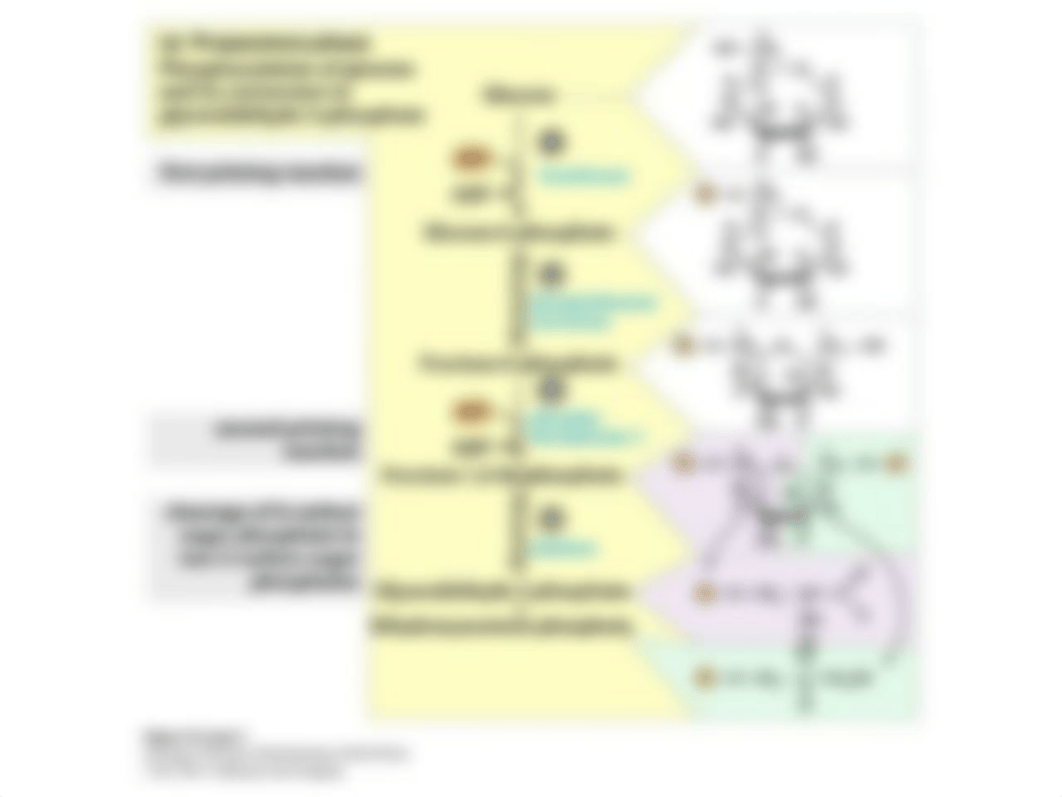 Chapter 14glycolysis.ppt_d7yxaf7ec4l_page4