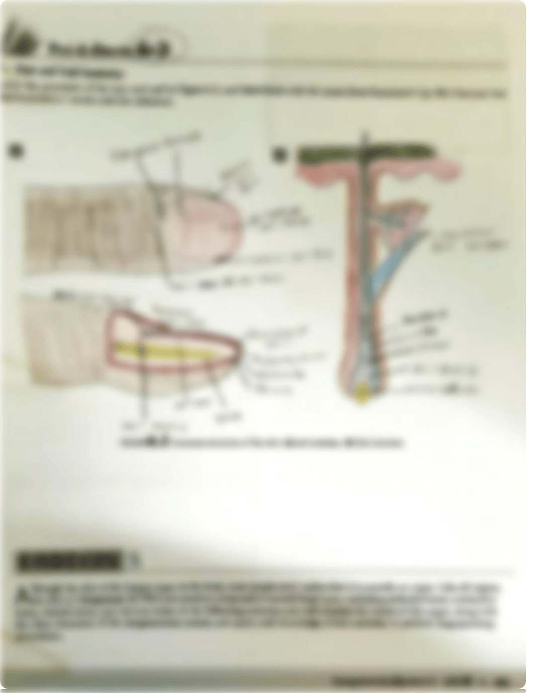 A&P prelab unit 6.pdf_d7z9hi9tcjq_page3