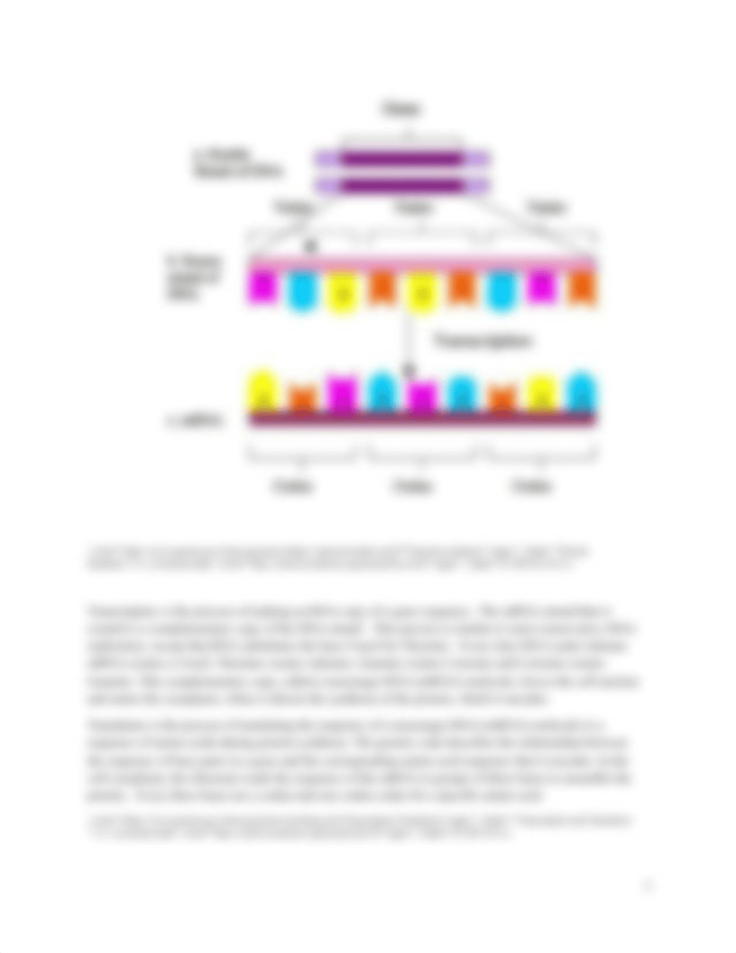 6. DNA & Protein Synthesis Lab.docx_d7zp6p1jf3n_page3