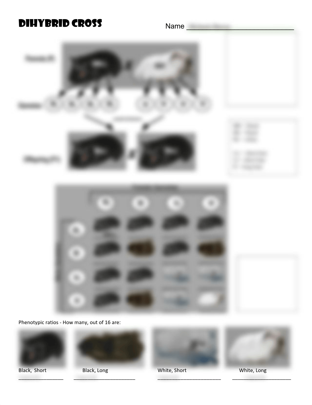 BIO 114 - Dihybrid Cross and Guinea Pigs Lab.pdf_d7zs1bi4zmk_page1