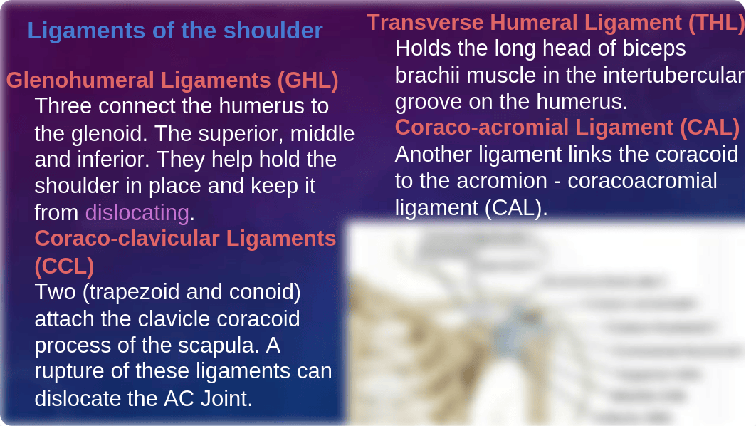 Muscle Presentation.pptx.odp_d7zyywgt7qc_page2