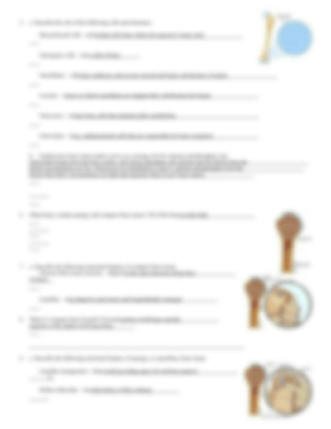 Chp 6 Bone Dynamics and Tissue.doc_d80c5gspbli_page2