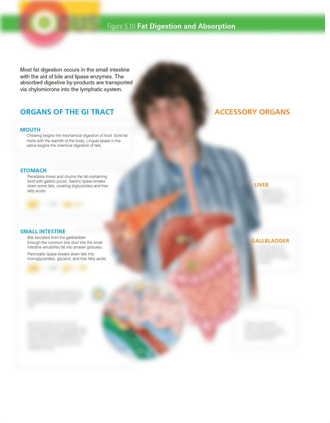 Fat Digestion and Absorption - Ch5 Focus 5.10.pdf_d80yxi5tjkj_page1