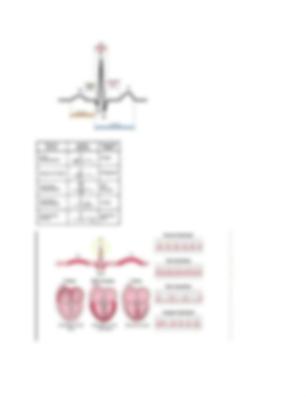 The Cardiovascular and Lymphatic SystemWorkSheet - Tagged (1).pdf_d81051u17dm_page3