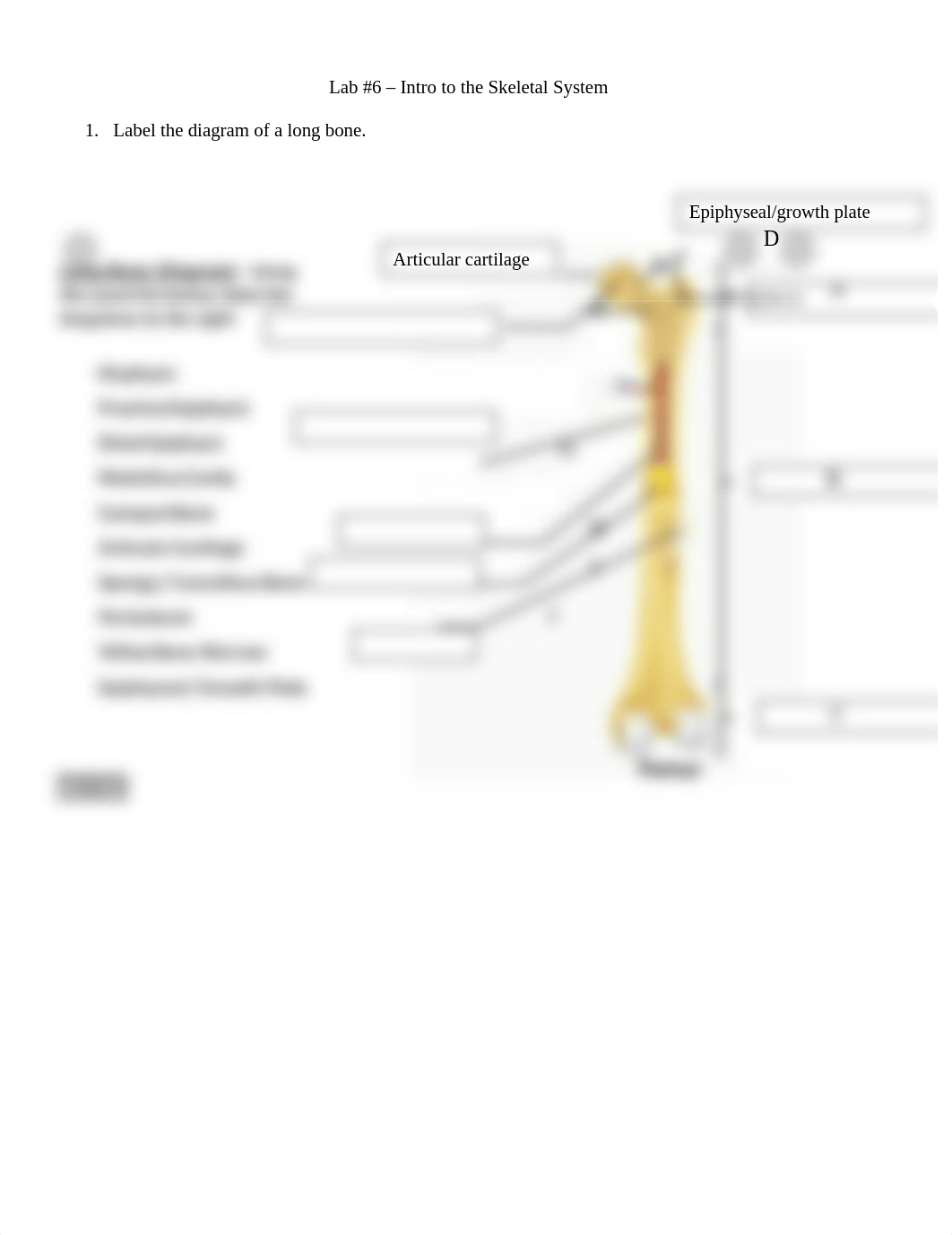 Lab 6 Skeletal system.docx_d812b4lmk0v_page1