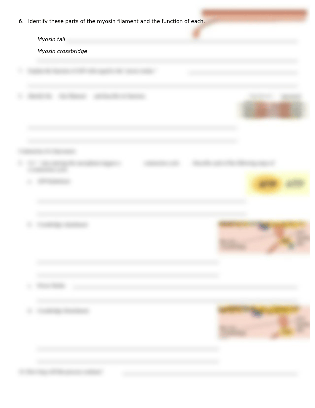 anim_contraction_skeletal_muscle_cells_worksheet (1)_d818m2txii3_page2