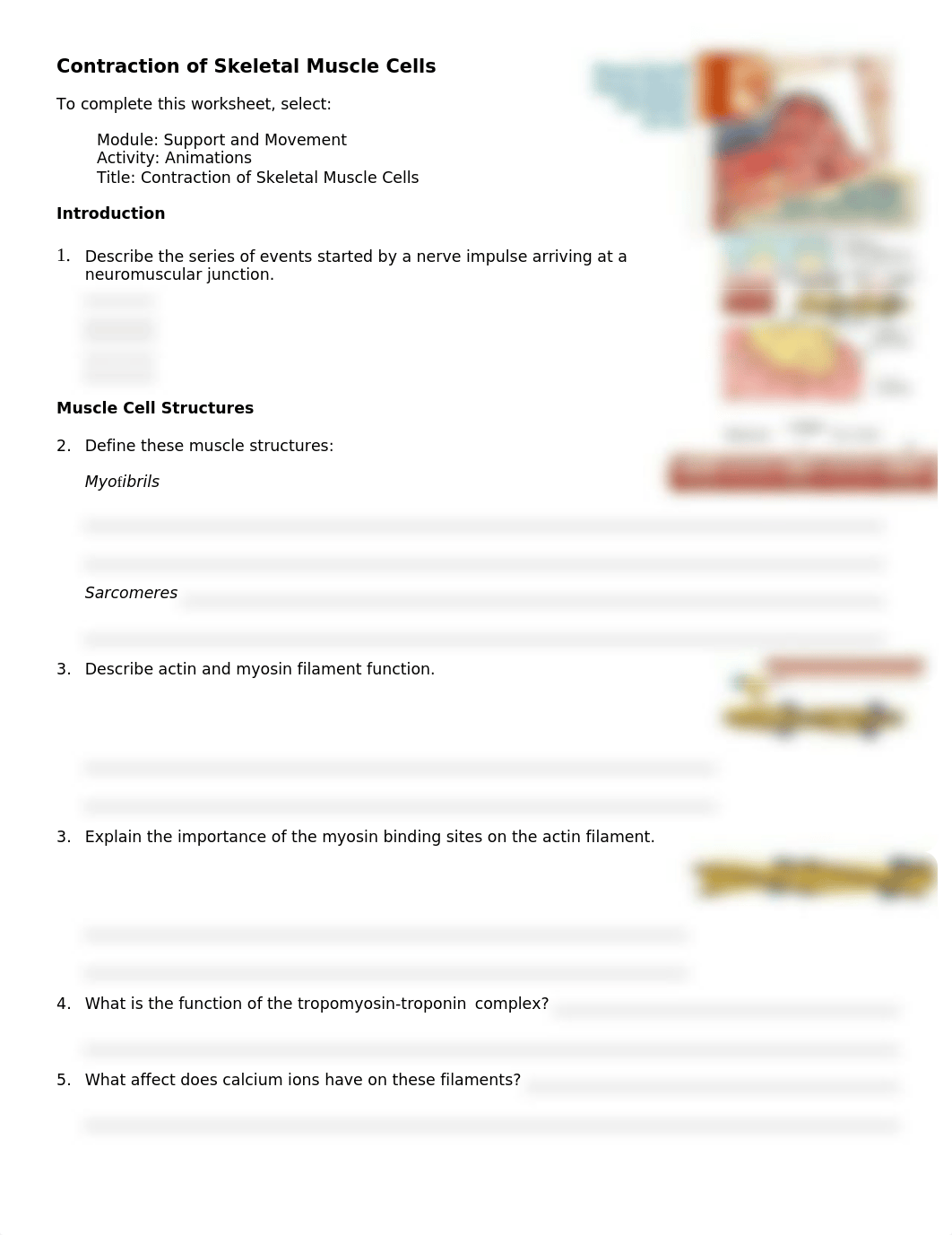 anim_contraction_skeletal_muscle_cells_worksheet (1)_d818m2txii3_page1