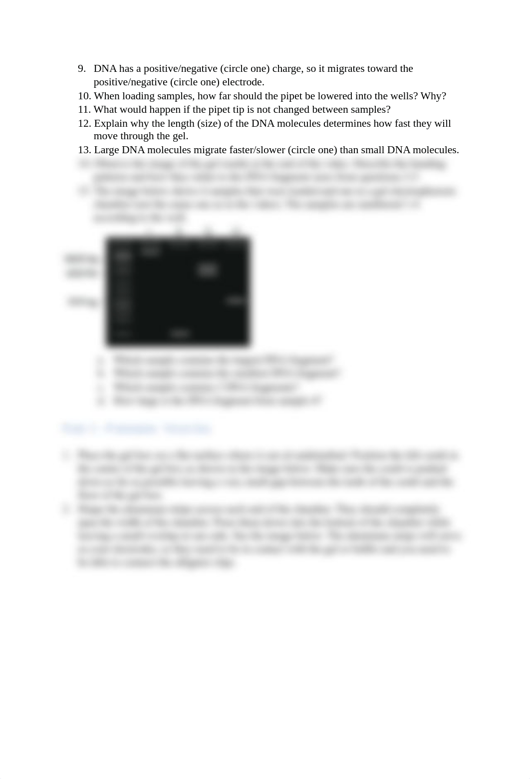 Gel electrophoresis Lab.docx_d81hso0vmp4_page2