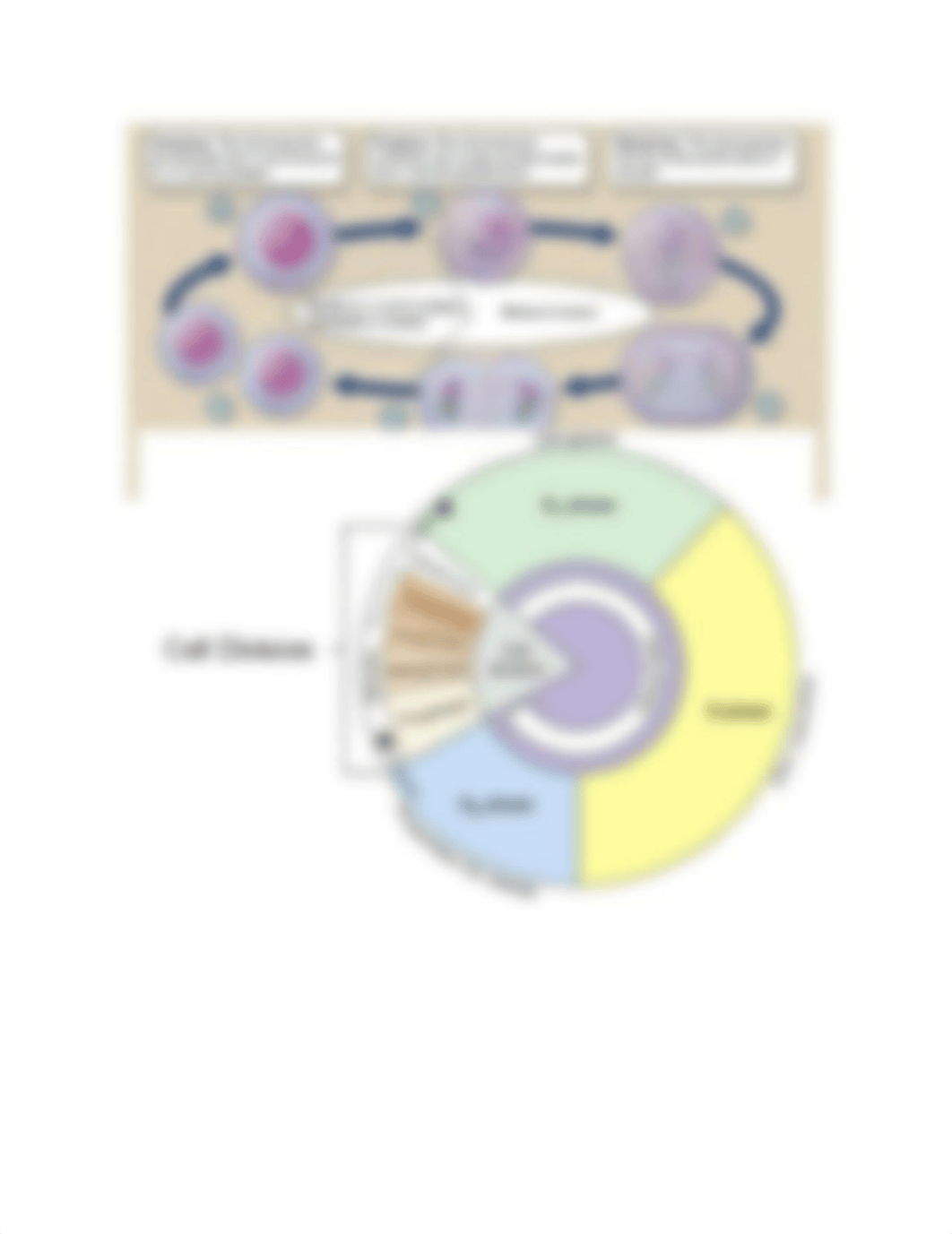 How the Cell Cycle Works-Animation Notes.docx_d820jejdc4i_page2