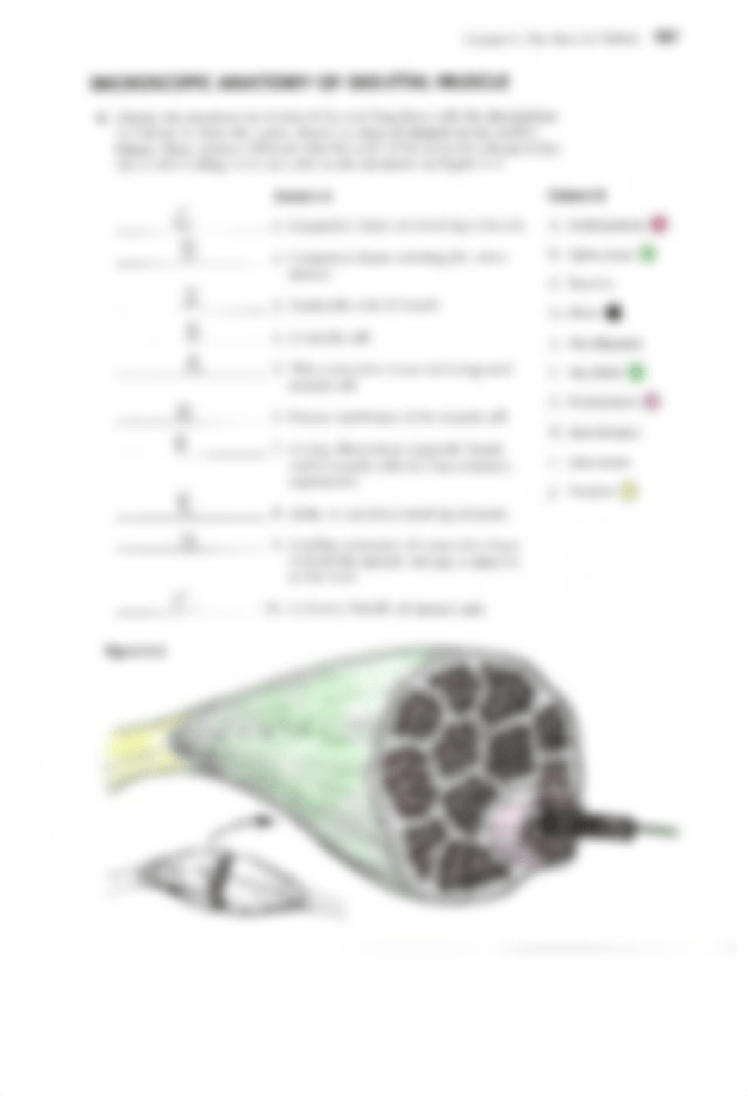 The Muscular System.pdf_d82427pmbew_page3