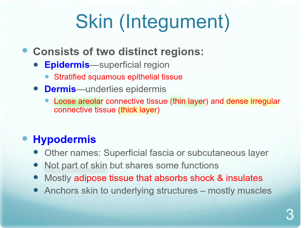 Lab_6_Integument.pdf_d82drfza9kc_page4